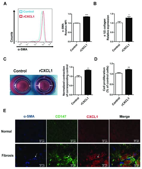 Cxcl Promoted Hscs Activation And Co Localized With Cd In Hscs A