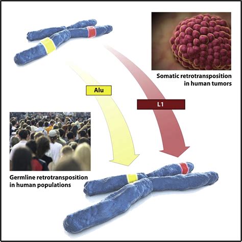 Natural Mutagenesis Of Human Genomes By Endogenous Retrotransposons Cell