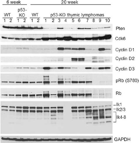 Cnv Results Confirmed By Western Blots Of P53 Knockout P53 Ko Thymic Download Scientific