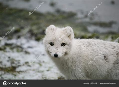 White Arctic Fox It's Natural Habitat Stock Photo by ©blackspeed 196018192