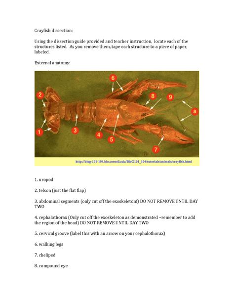 Crayfish dissection.pdf | Lecture notes Anatomy | Docsity