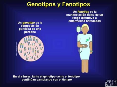 HERENCIA MENDELIANA: Fenotipo y genotipo