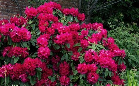 Buy Besse Howells Rhododendron Free Shipping Wilson Bros Gardens 3 Gallon Pot For Sale Online