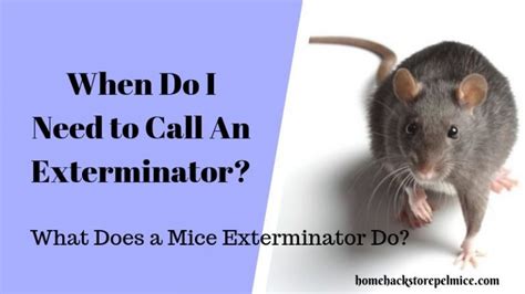 What to Consider Before Hiring a Mouse Exterminator