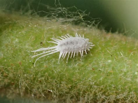 Cochinillas Harinosas Pseudococcidae