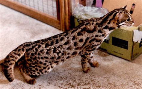 Leopard Cat Is One Of The Most Beautiful Cat In Nature