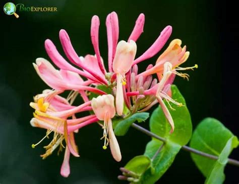 Japanese Honeysuckle Flower | Lonicera japonica | Woodbine