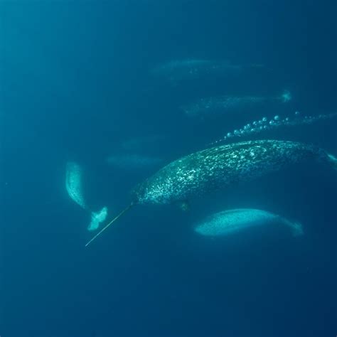 Cetáceos Ejemplos especies biología y todo sobre los cetáceos