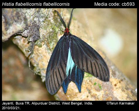 Histia Flabellicornis Fabricius 1775 Moths