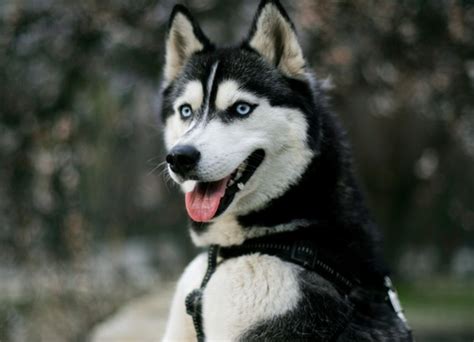 Discover the Siberian Husky: traits, care, and training