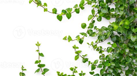 Ai Generated Vine Plant Climbing Creeper Border Isolated On Transparent