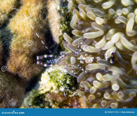 A Spotted Cleaner Shrimp Periclimenes Yucatanicus In Cozumel Stock