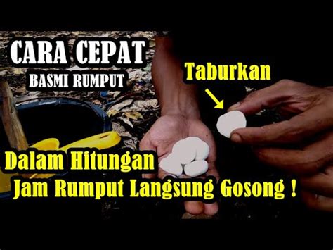 Tumpas Rumput Sampai Keakarnya Dalam Sekali Spray Cara Cepat Basmi