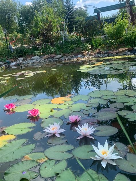 Нимфея в пруду на даче | Пикабу