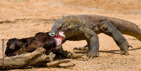 Komodo Dragons Eating