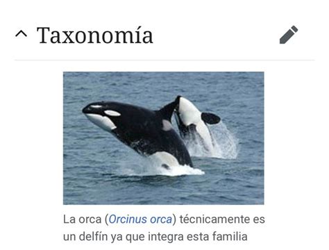 Diferencia Entre Orcas Y Ballenas Son La Misma Especie