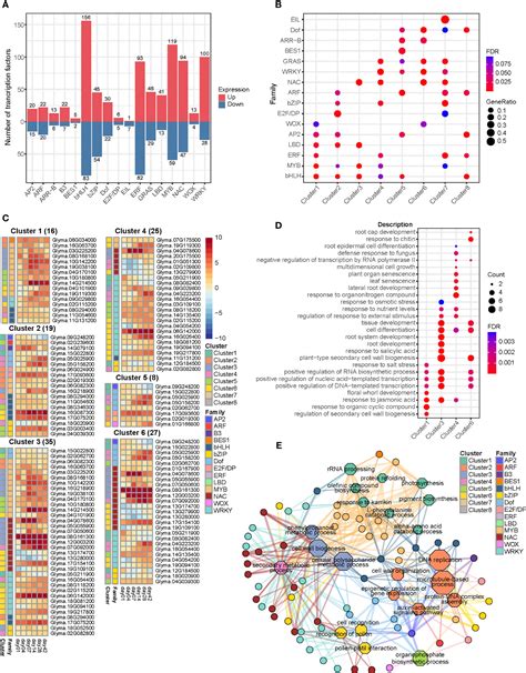 Frontiers Uncovering Transcriptional Reprogramming During Callus