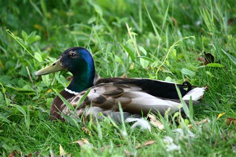 1920x1080 wallpaper | mallard duck | Peakpx