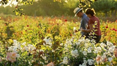 Australian Flower Festivals Toowoomba Renmark Grafton And Wa The