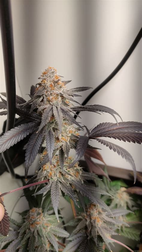 Galerie des Variétés Cookies Gelato Royal Queen Seeds PIC