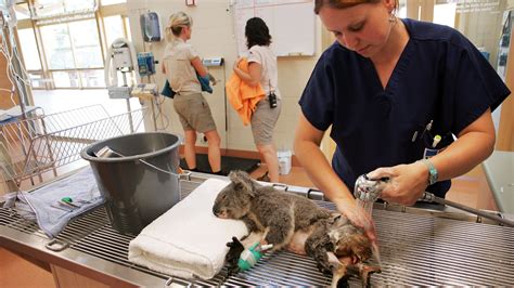 Veterinary Schools With Exotic Animal Programs | School Activities
