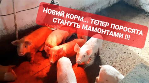 НОВИЙ КОРМ... ТЕПЕР ПОРОСЯТА СТАНУТЬ МАМОНТАМИ !!! - YouTube
