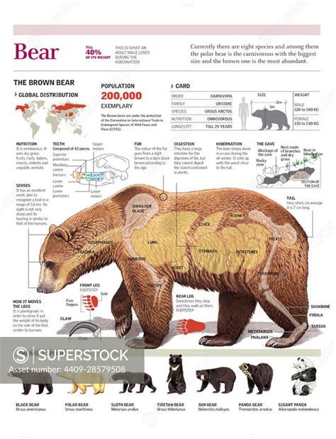 Infographics of the habitat and the anatomy of the brown bear and ...