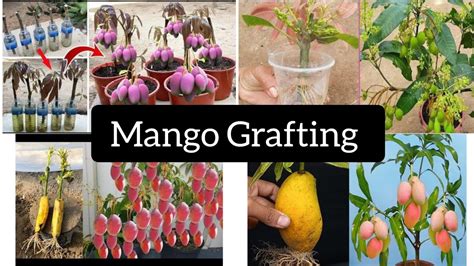 Simple Method Grafting Mango How To Graft A Mango Tree Grafting