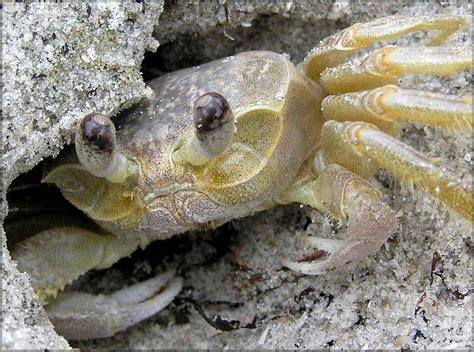 Atlantic ghost crab - Alchetron, The Free Social Encyclopedia