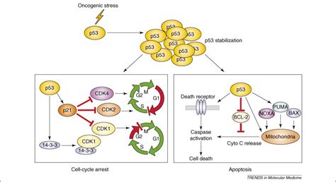 Mdm2 Inhibitors For Cancer Therapy Trends In Molecular Medicine