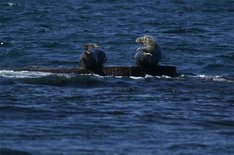 world oceans day nature canada