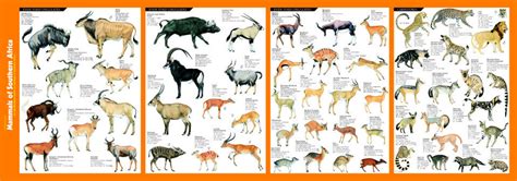 Mammals of Southern Africa: Fold-Out Identification Guide | Korck Posters