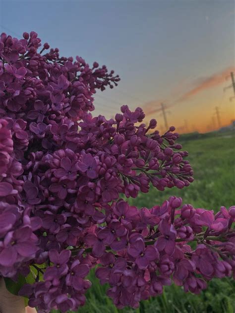 Сирень | Пейзажи, Сирень, Фотография реки