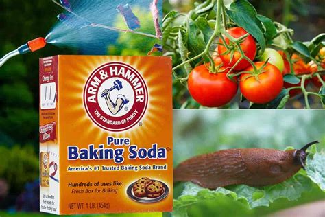 30 Ways To Use Natural Baking Soda In The Garden