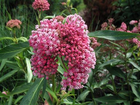 Milkweed How To Plant And Grow Types Of Milkweed Hgtv