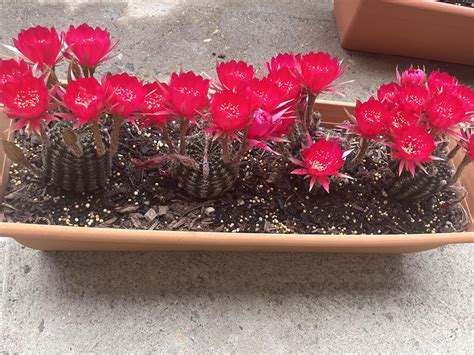 Happy cacti flowering! : r/houseplants