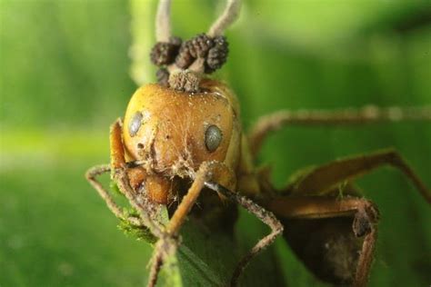 Mind Control: Gallery of Zombie Ants | Live Science