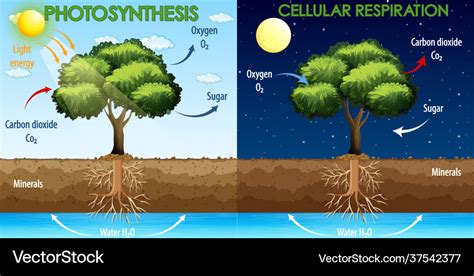 Diagram Showing Process Photosynthesis Royalty Free Vector 1044 | The ...