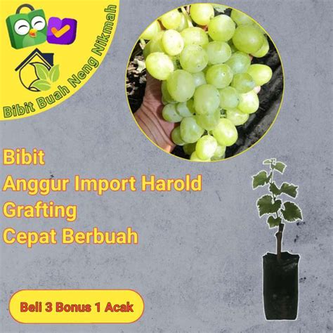 Jual Bibit Tanaman Buah Anggur Import Harold Grafting Cepat Berbuah Di