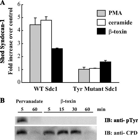 Syndecan Ectodomain Shedding Is Regulated By The Small Gtpase Rab