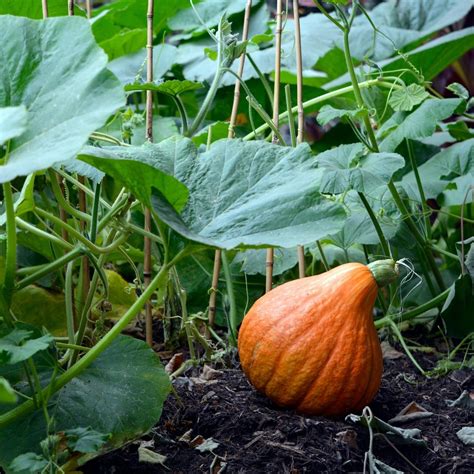 Plantas Cultivos De Origen Americano Que Maravillan A Los Europeos