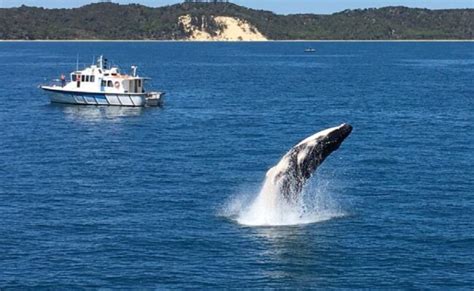 Moreton Bay Whale Watching Tour Near Brisbane