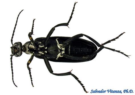 Coleoptera Meloidae Epicauta Segmenta Blister Beetles D Urban