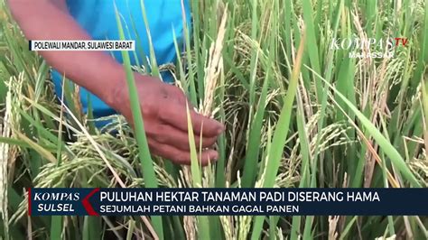 Puluhan Hektar Tanaman Padi Diserang Hama Petani Gagal Panen Video