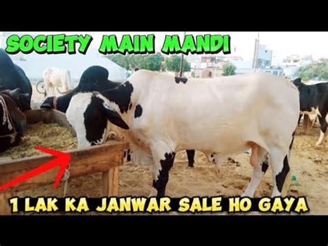 Shoqeen No Society Main Mandi Lag Gi Or Sale Ho Gaya Janwar Youtube