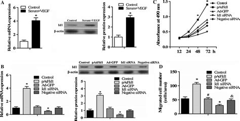 Effect Of Id1 Protein On Epcs Proliferation And Migration A Rt Pcr And