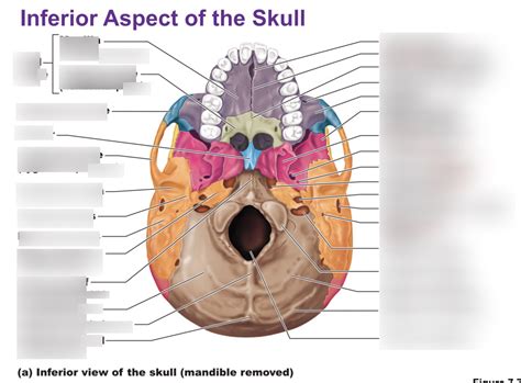 Inferior Skull Diagram Quizlet