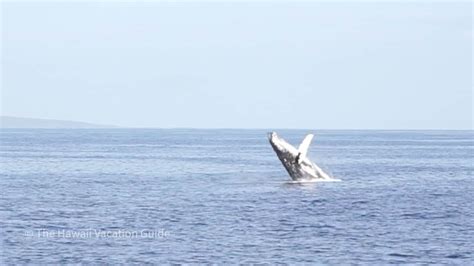 The 3 Best Kauai Whale Watching Tours How To See Them From Shore