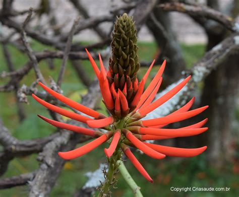 Mulungu Erythrina Mulungu Criasaude