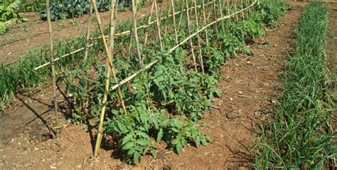 Como Plantar Tomates